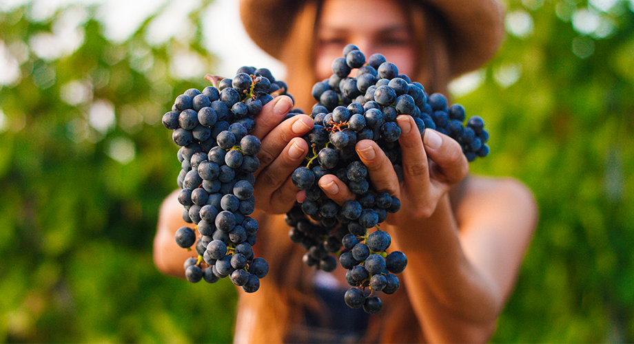 Como surgem novas variedades de uvas?
